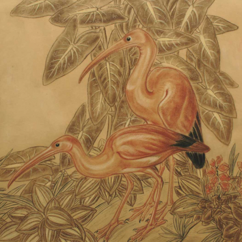 Les ibis roses 1931